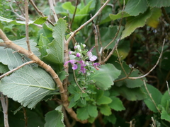 Teucrium betonicum