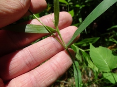 Dichanthelium implicatum