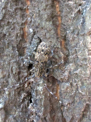 Mesosa longipennis