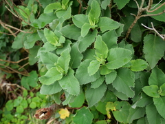 Teucrium betonicum