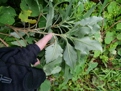 Teucrium betonicum
