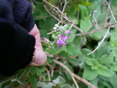 Teucrium betonicum