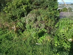 Teucrium betonicum