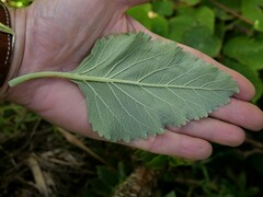 Teucrium betonicum