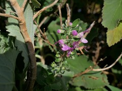 Teucrium betonicum