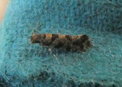 Parochmastis hilderi