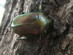 Pseudotorynorrhina japonica