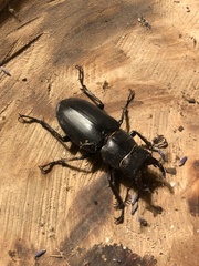 Lucanus ibericus