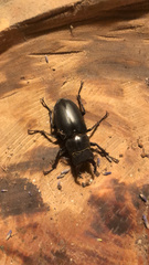 Lucanus ibericus