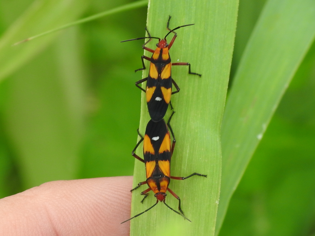Oncopeltus sexmaculatus