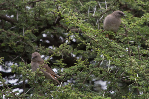 Swahili Sparrow (Passer suahelicus), photo 8