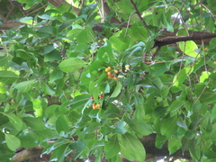 Ehretia tinifolia