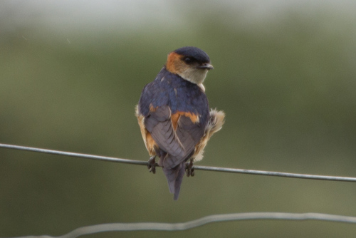 Cecropis melanocrissus