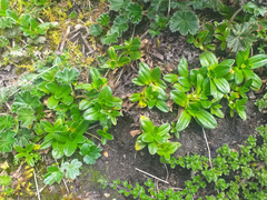 Aphanactis jamesoniana