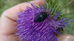 Podonta