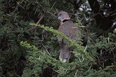 Streptopelia decipiens