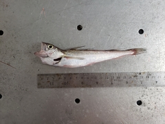 Merluccius bilinearis