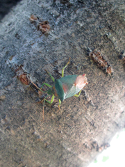 Acanthosoma denticaudum