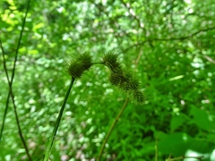 Carex normalis