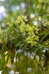 Epidendrum chlorocorymbos