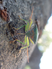 Acanthosoma denticaudum