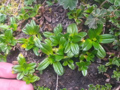 Aphanactis jamesoniana