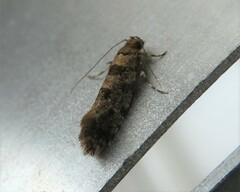 Parochmastis hilderi