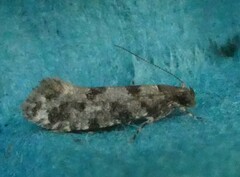 Parochmastis hilderi