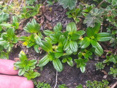 Aphanactis jamesoniana