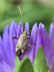 Adelphocoris lineolatus