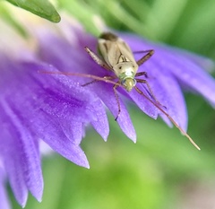 Adelphocoris lineolatus