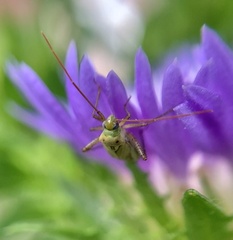 Adelphocoris lineolatus