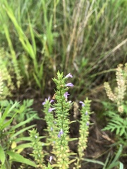 Hedeoma hispida