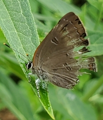 Satyrium calanus