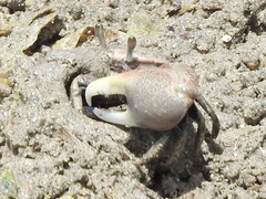 Minuca longisignalis