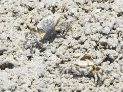 Minuca longisignalis