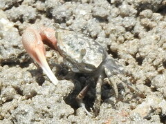 Minuca longisignalis