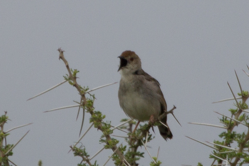 Trilling Cisticola (Cisticola woosnami), photo 3