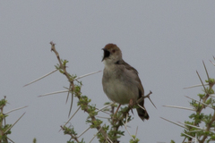 Cisticola woosnami