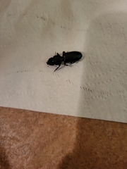 Scarites subterraneus