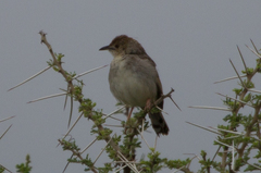 Cisticola woosnami