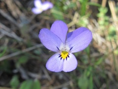 Viola heldreichiana
