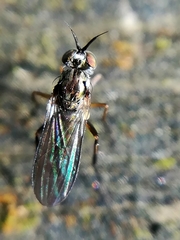 Rhaphium