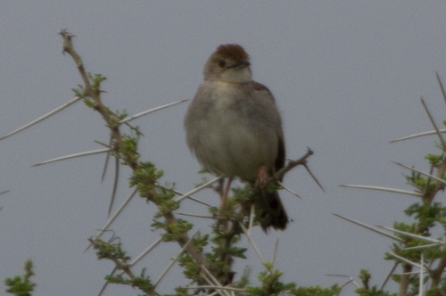 Trilling Cisticola (Cisticola woosnami), photo 6