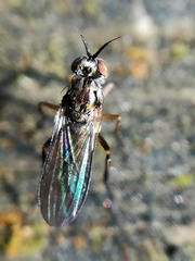 Rhaphium