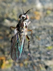 Rhaphium