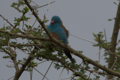 Uraeginthus cyanocephalus