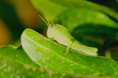 Anacridium aegyptium