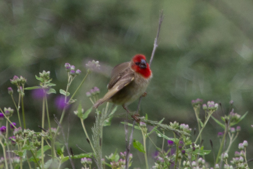 Cardinal Quelea (Quelea cardinalis), photo 8