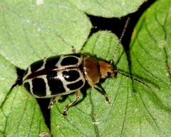 Exora olivacea